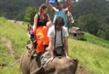 Elephant Safari 1 Day